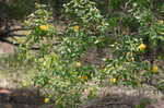 Shrubby St. Johnswort